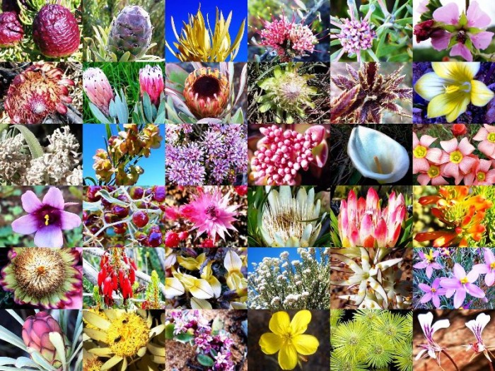 Collage of Witteberg flora