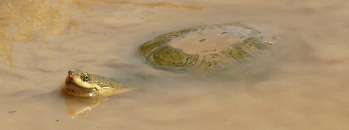 Marsh terrapin