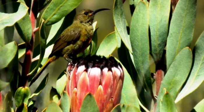 Orange-breasted Sunbird sitting on Protea laurifolia