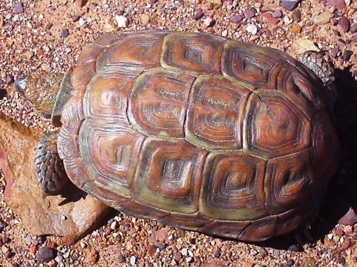 Homopus areolatus / Parrot-beaked Tortoise