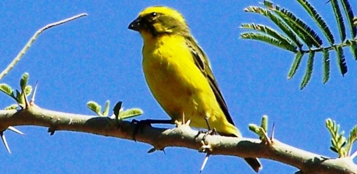 Yellow Canary